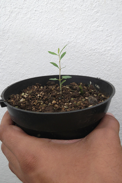 bonsai from seed